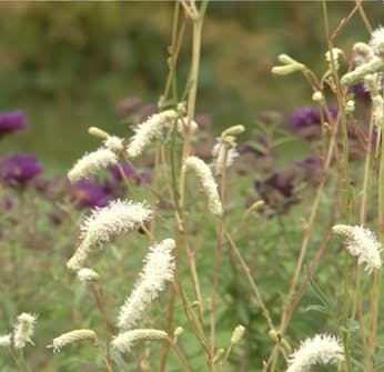 Oppbygging av staudebed blodtopp Oppbygging av staudebed blodtopp